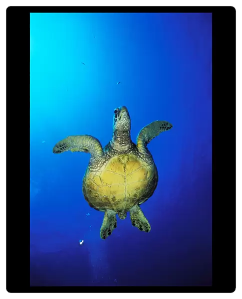 Hawaii, Green Sea Turtle (Chelonia Mydas) Swimming In Clear Blue Water, View From Below