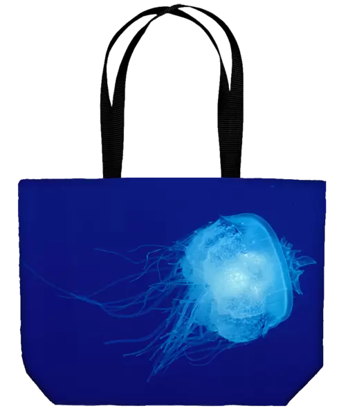 Hawaii, Translucent Jellyfish (Cephea Cephea) Floats In Deep Blue Water