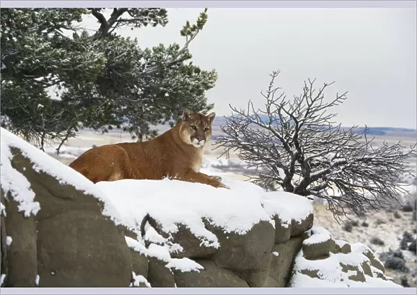Montana Mountain Lion (Felis Concolor) Resting In Day Bed Winter, Snow A52G