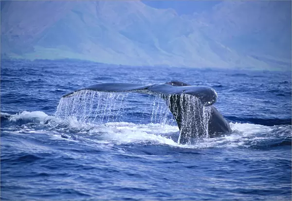Hawaii, Close-Up Of Humpback Whale, Fluke (Megaptera Novaeangliae) A94H