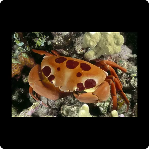 Hawaii, Close-Up Seven-Eleven Crab (Carpilius Maculatus) Top View On Coral A89A
