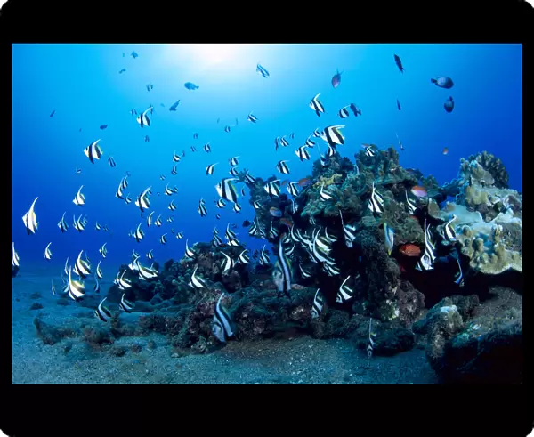 Hawaiian Reef Scene With Pennant Fish (Heniochus Diphreutes) Sunburst B1915