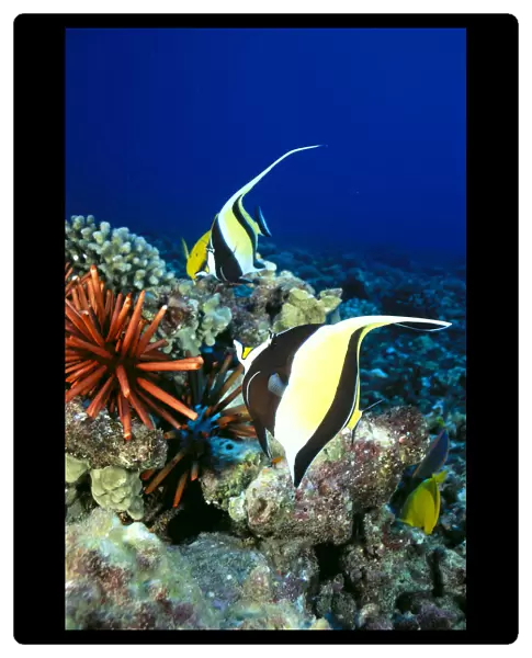 Hawaiian Reef Scene, Moorish Idol, Slate Pencil Sea Urchin, And Reef Fish C1959