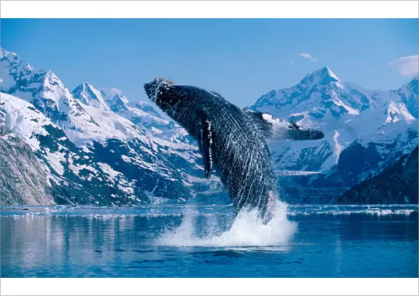 [Dc] Humpback Whale (Megaptera Novaeangliae) Breaching Snowcapped Mountains Background C2040