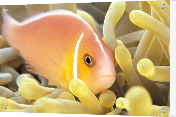Close-Up Of Pale Orange Anemonefish In Anemone (Amphiprion Perideraion)