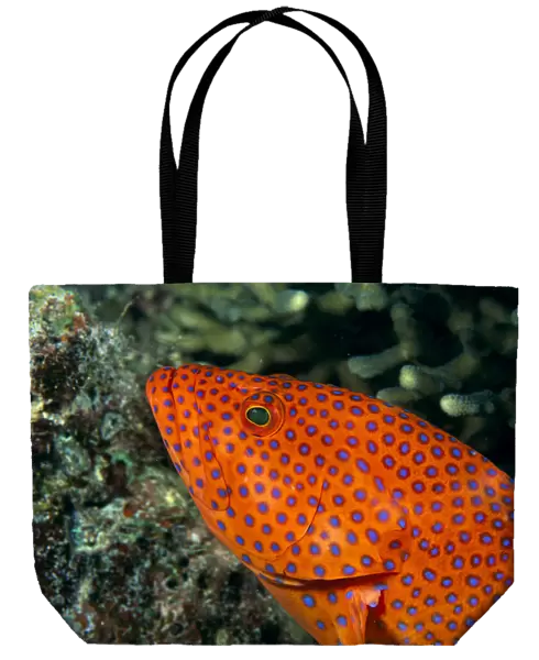 Fiji, Close-Up Of Coral Grouper (Cephalopholis Miniata) Head