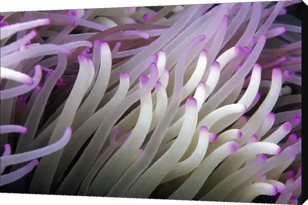 Micronesia, Close-Up Detail Anemone Tentacles (Heteractis Magnifica) White Purple Tips