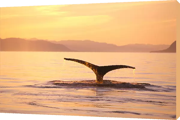 Alaska, Frederick Sound, Humpback Whale (Megaptera Novaeangliae) Fluke At Sunset