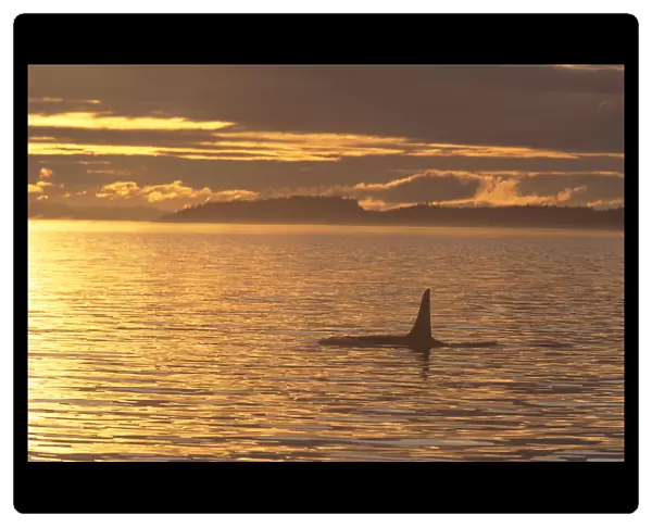 Canada, Vancouver Island, Killer Whale (Orcinus Orca) At Sunset