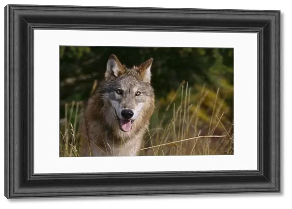 Montana, Flathead National Forest, Gray Wolf (Canis Lupus) Looks Into Camera