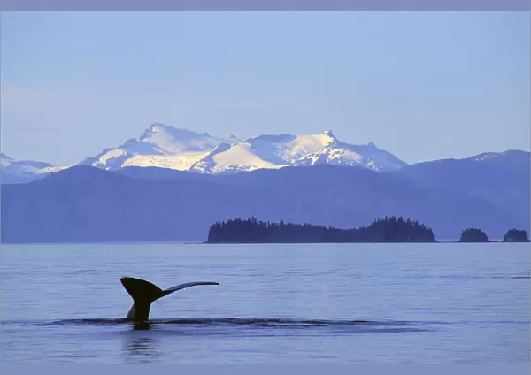 Alaska, Frederick Sound, Humpback Whale (Megaptera Novaeangliae) Fluke