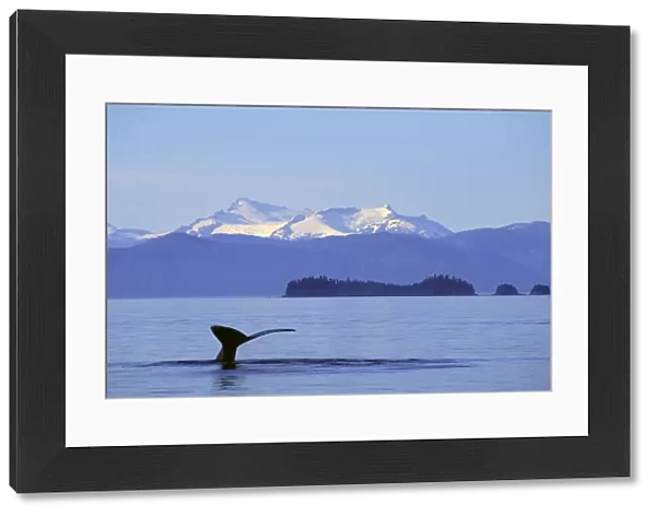 Alaska, Frederick Sound, Humpback Whale (Megaptera Novaeangliae) Fluke