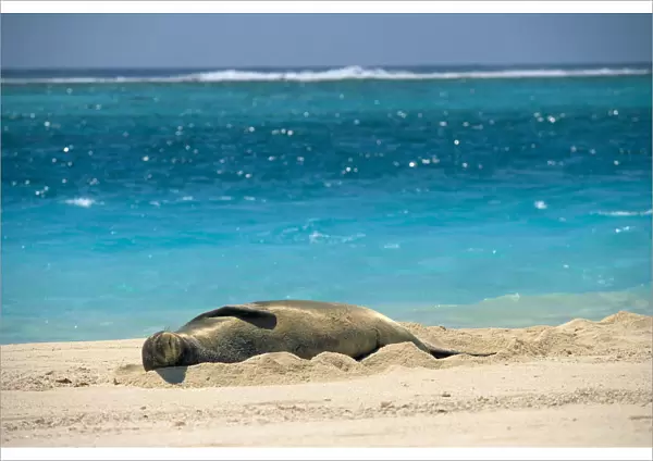 Midway Atoll, Hawaiian Monk Seal Laying In Sand With Eyes Closed, Turquoise Ocean Background