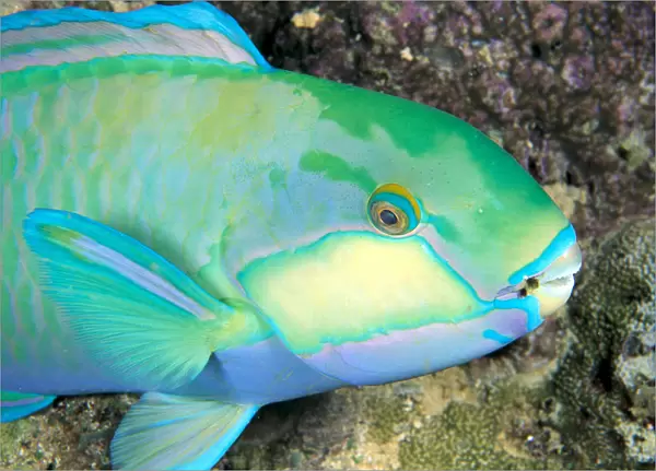 Indonesia, Bleekers Parrot Fish (Scarus Bleeker) Close-Up Side View, Colorful