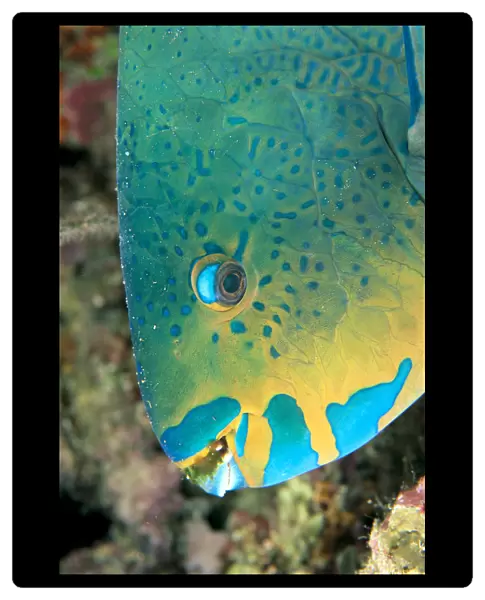 Fiji, Close-Up Side View Of Male Minifin Parrotfish (Scarus Altipinnis) At Night