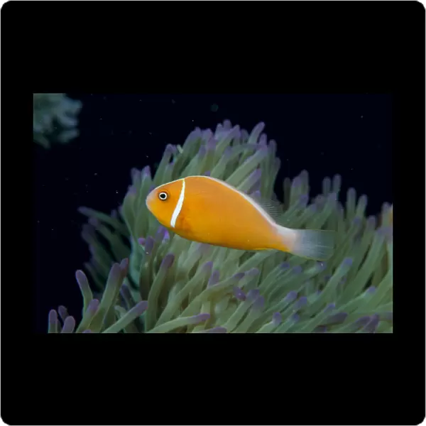 Fiji, Pink Anemonefish (Amphiprion Perideraion) Side View, Next To Anemone