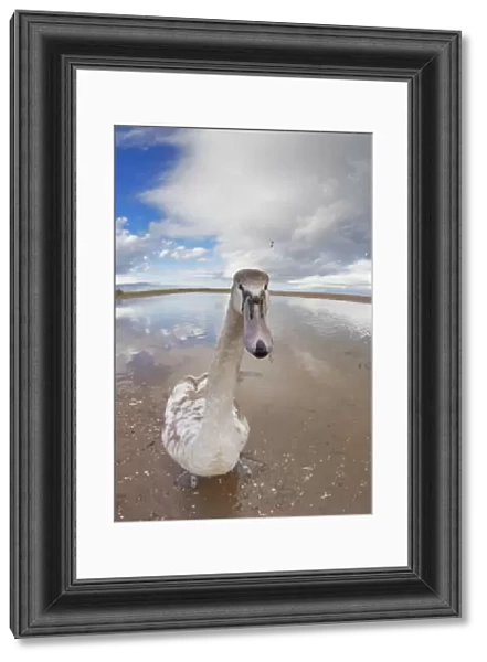 A Goose Standing On The Beach Staring At The Camera; Northumberland, England