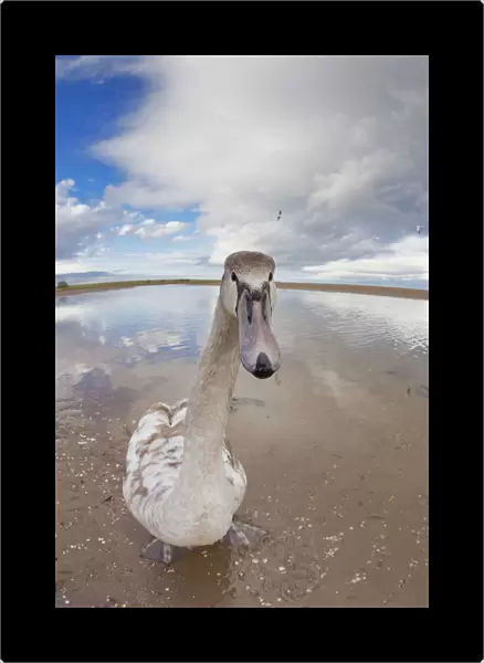 A Goose Standing On The Beach Staring At The Camera; Northumberland, England