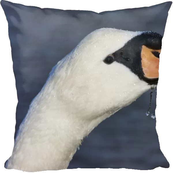 Head Of A Swan; Holy Island, Northumberland, England