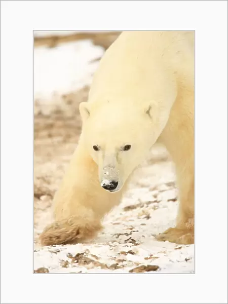 Polar Bear, Churchill, Manitoba