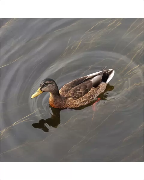 Duck Swimming In Clear Water; St. Petersburg, Russia