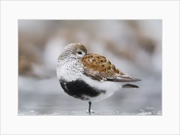 Dunlin Roosting With Western Sandpipers On Mudflats Of Hartney Bay, Near Cordova On Copper River Delta, Southcentral Alaska, Spring