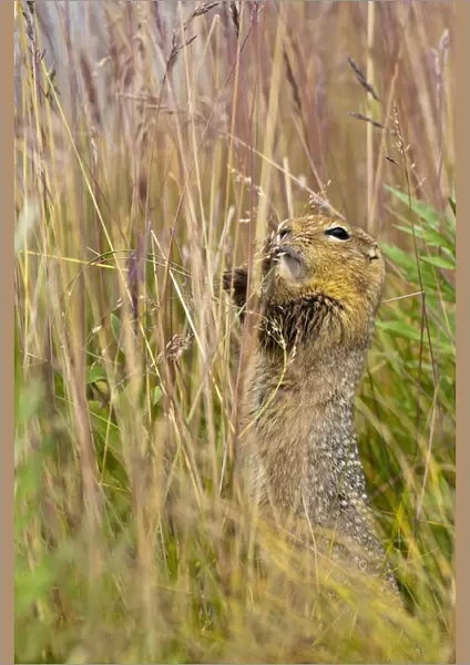 An Arctic Ground Squirrel Feasts On Grass Seeds Near The Eielson Visitor Center In Denali National Park And Preserve, Interior Alaska, Summer