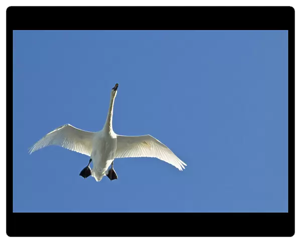 Trumpeter Swan In Flight Over Westchester Lagoon, Anchorage, Southcentral Alaska, Fall