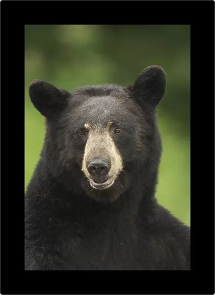 Portrait Of Black Bear Minnesota Summer Digital  /  Nnot Captive