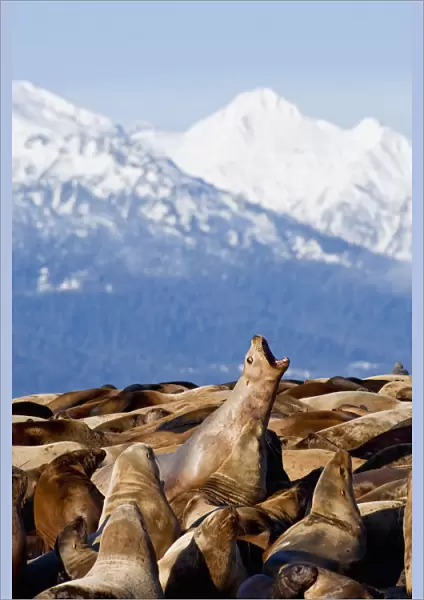 Steller Sea Lions Haul Out On A Small Island In Lynn Canal. Fall In Southeast Alaska