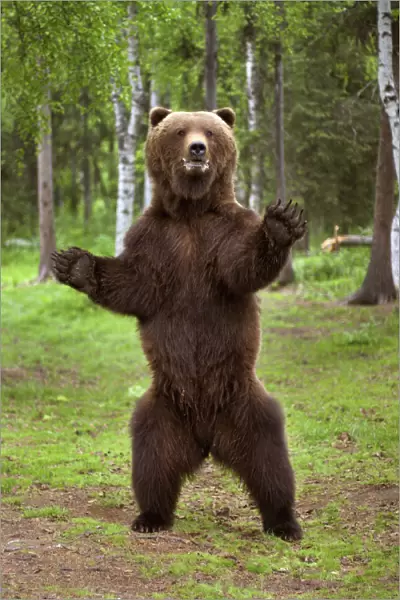 Brown Bear Standing On Hind Legs Southcentral Alaska Summer
