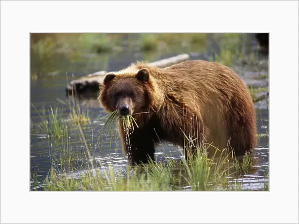 Brown Bear W  /  Mouth Full Of Grass In Marsh Captive Alaska Wildlife Conservation Center Autumn