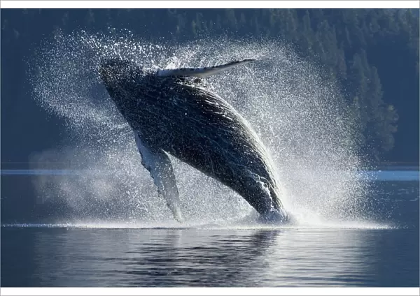 Humpback Whale Breaching In The Waters Of The Inside Passage, Southeast Alaska, Summer