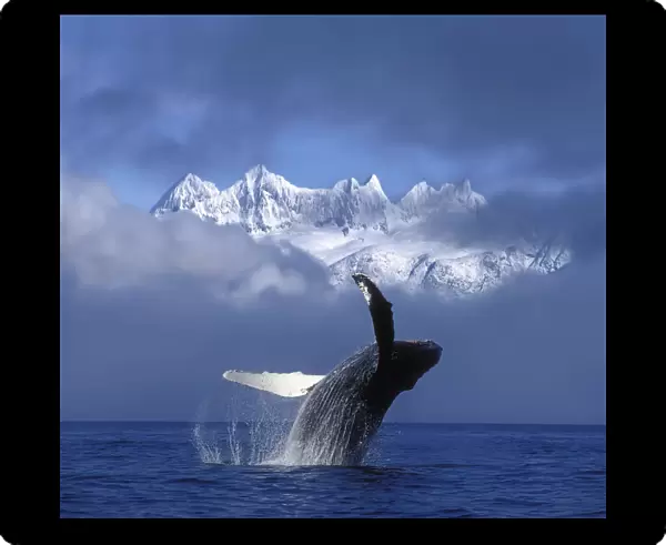 Humpback Whale Breaches In Clearing Fog Se Ak Spring W  /  Mendenhall Towers Background Composite