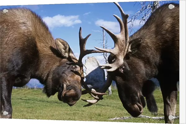 Two Captive Bull Moose Sparring With Each Other At The Alaska Wildlife Conservation Center. Summer In Southcentral Alaska