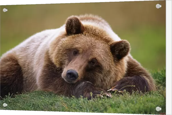 Captive Brown Bear Laying Down At Alaska Wildlife Conservation Center. Summer In Southcentral Alaska