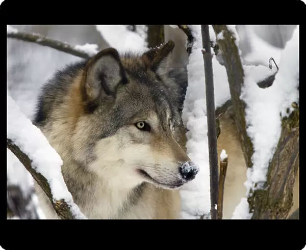 Captive Close Up View Of An Adult Gray Wolf, Alaska Zoo, Southcentral Alaska, Winter