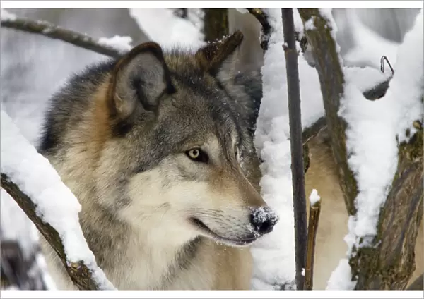 Captive Close Up View Of An Adult Gray Wolf, Alaska Zoo, Southcentral Alaska, Winter