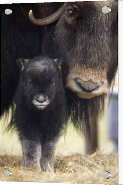Closeup Of Muskox Cow W  /  Calf Captive Alaska Wildlife Conservation Center Sc Alaska Spring