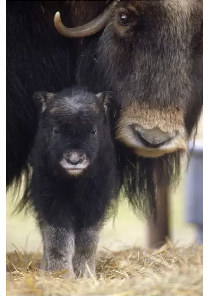 Closeup Of Muskox Cow W  /  Calf Captive Alaska Wildlife Conservation Center Sc Alaska Spring