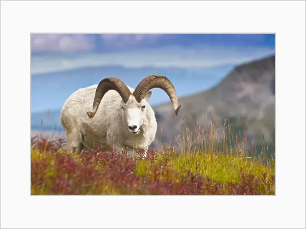 Close Up Of A Large Dall Sheep Ram Standing On Fall Tundra Near Savage River Valley In Denali National Park And Preserve, Interior Alaska, Autumn
