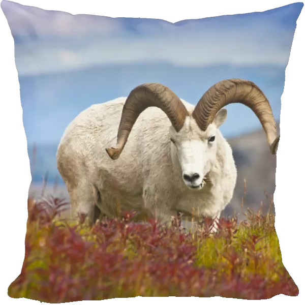 Close Up Of A Large Dall Sheep Ram Standing On Fall Tundra Near Savage River Valley In Denali National Park And Preserve, Interior Alaska, Autumn