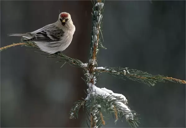 Common Redpolls In Spruce Tree During Snowstorm In Ak Winter