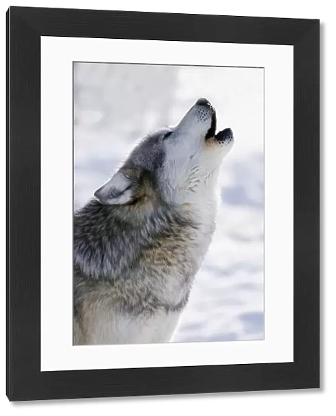 Captive Gray Wolf Howling Winter