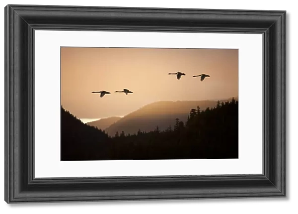 Composite: Trumpeter Swans In Flight At Sunset Over The Tongass National Forest, Inside Passage, Southeast Alaska, Spring