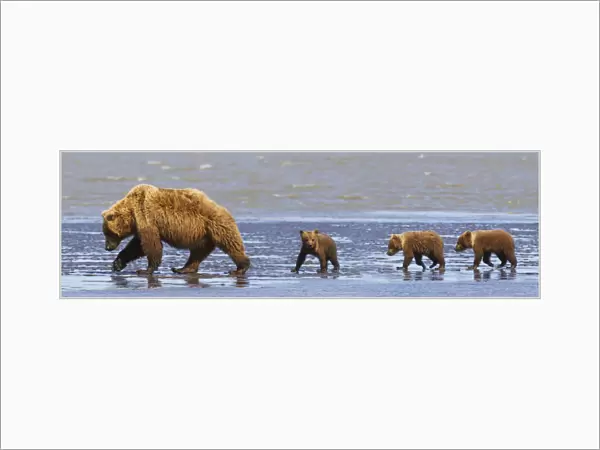 Brown Bear Sow And Her Three Cubs Walking On A Beach At Lake Clarke National Park; Alaska United States Of America