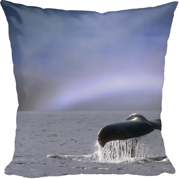 Humpback Whale Fluke On Surface Of Water W  /  Fogbow On Horizon Se Alaska Summer Composite