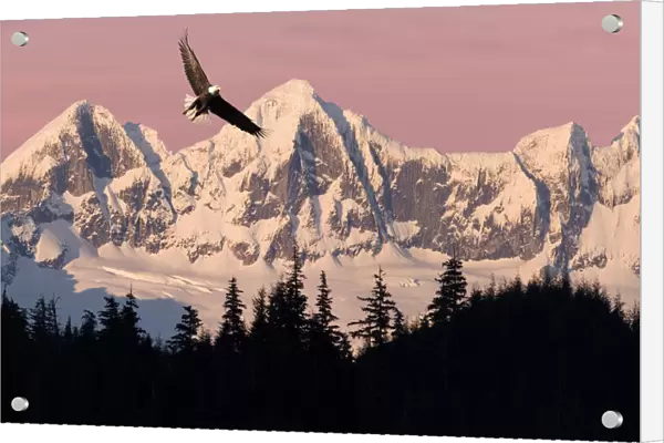 Bald Eagle In Flight At Sunset With Mendenhall Towers In Background Tongass National Forest Juneau Southeast Alaska Summer Composite