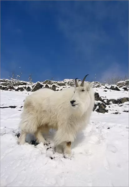 Mountain Goat Billy On High Mountain Slope In Snow Chugach National Forest Kenai Peninsula Ak Spring