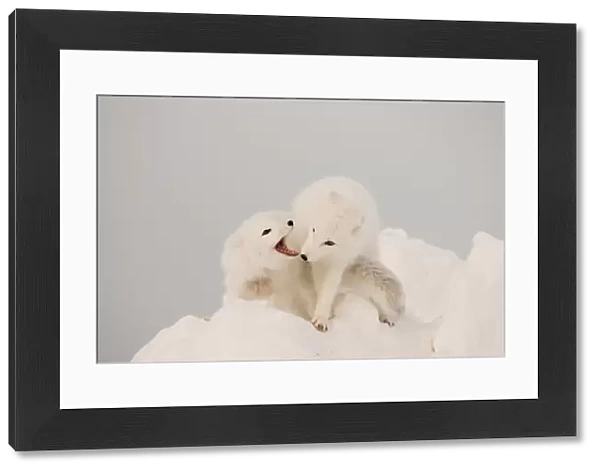 Two Arctic Foxes Play On Top Of A Large Chunk Of Ice, Churchill, Manitoba Canada, Winter